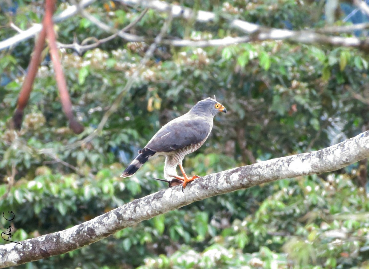 Roadside Hawk - fabian castillo