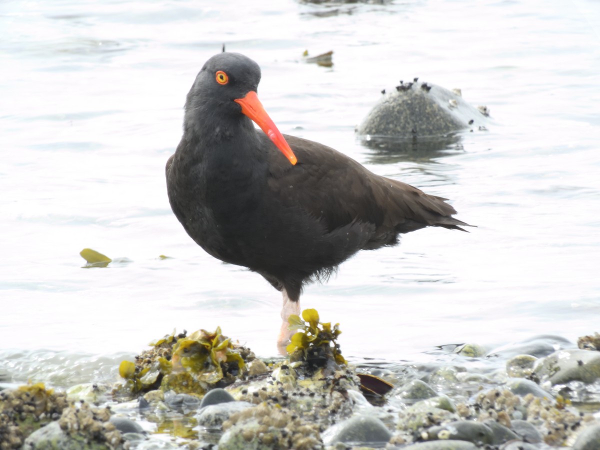 Black Oystercatcher - ML95157151