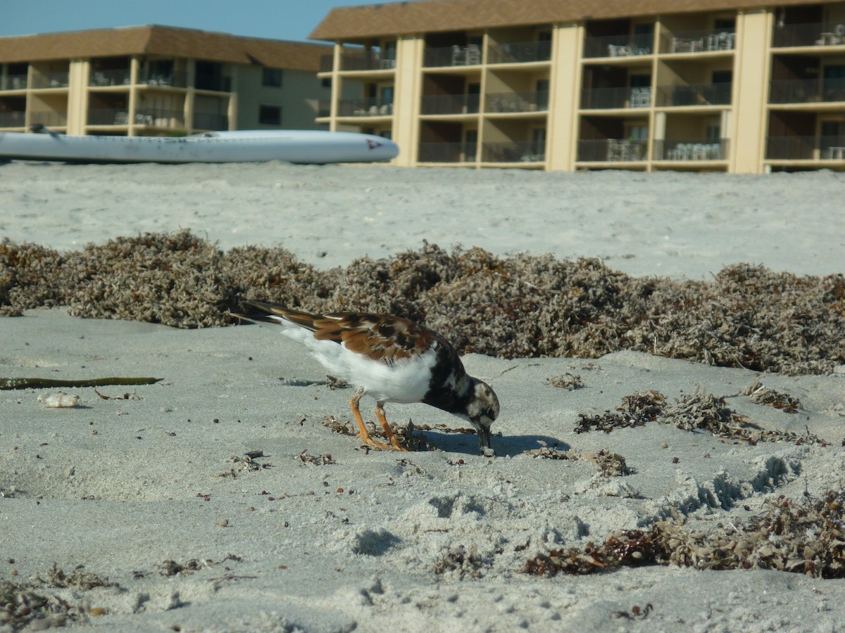 Ruddy Turnstone - ML95157171