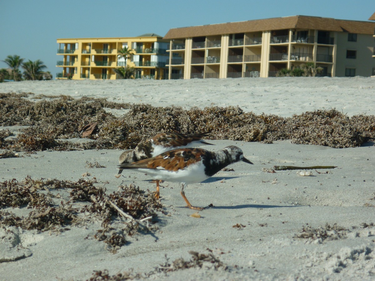 Ruddy Turnstone - ML95157401