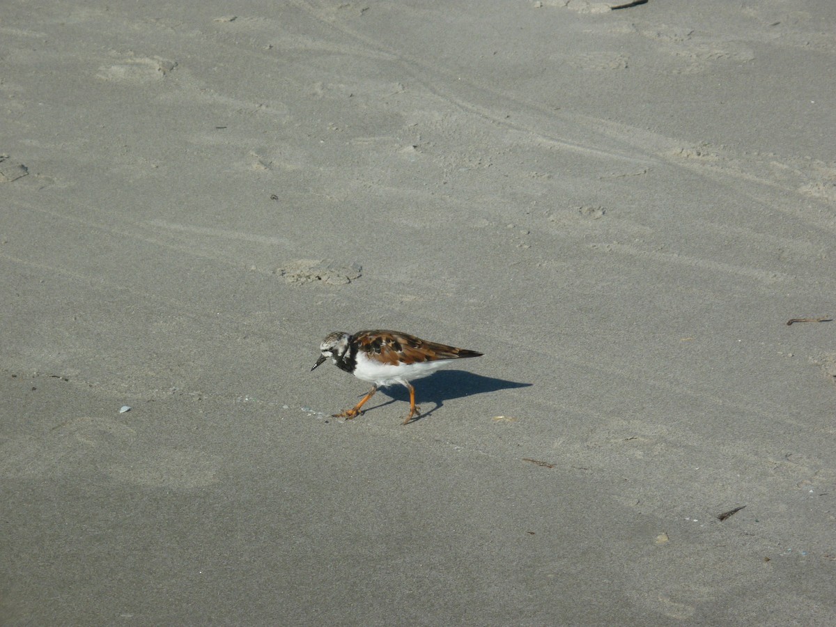 Ruddy Turnstone - ML95157451