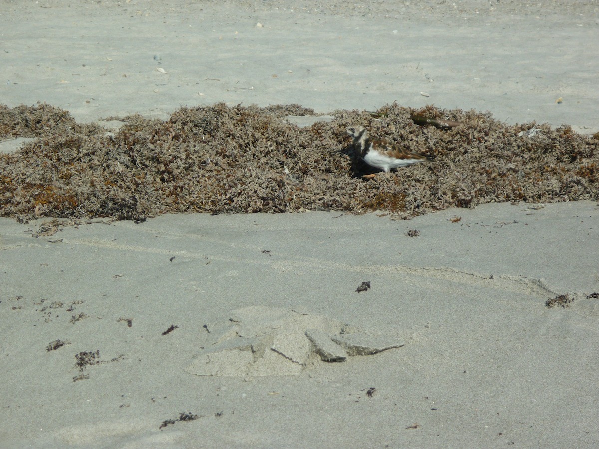 Ruddy Turnstone - ML95157521