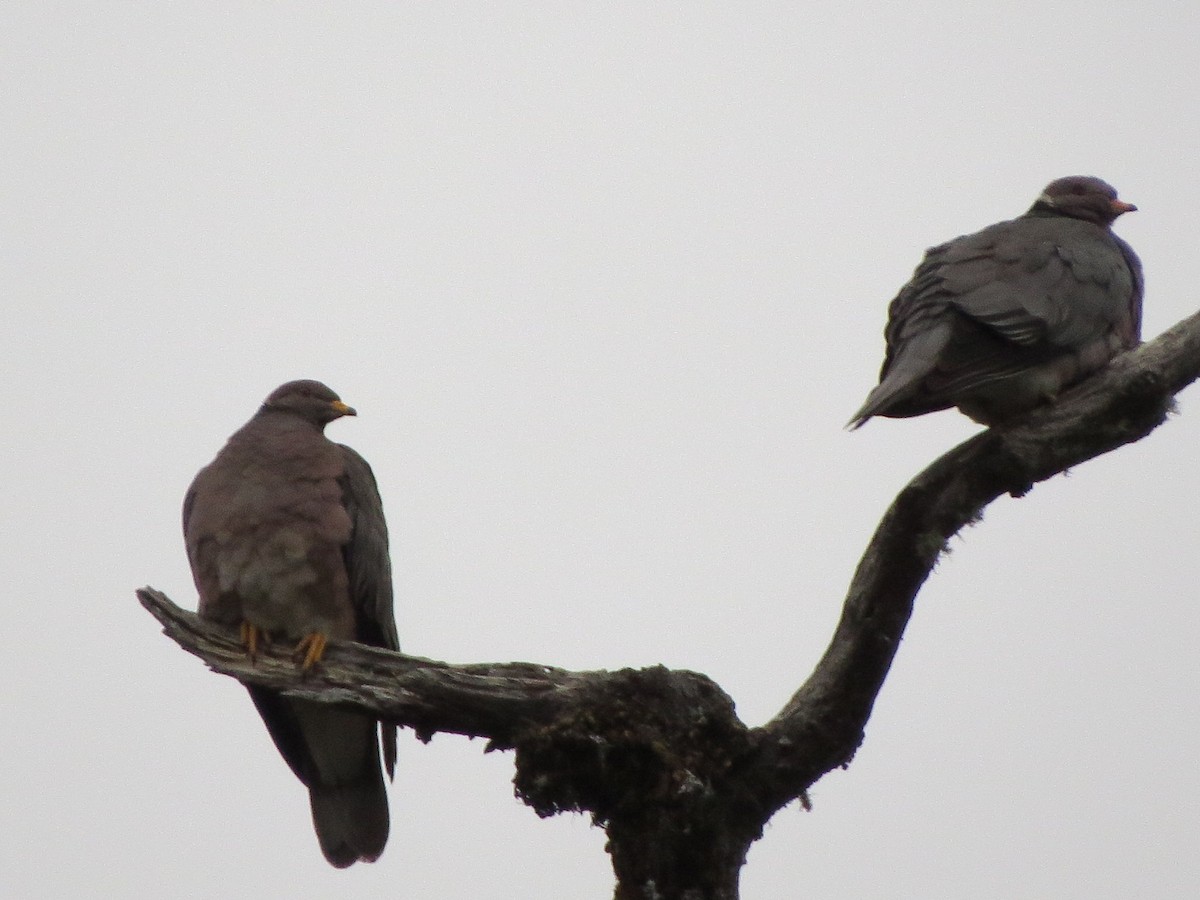 Band-tailed Pigeon - Garth Harwood