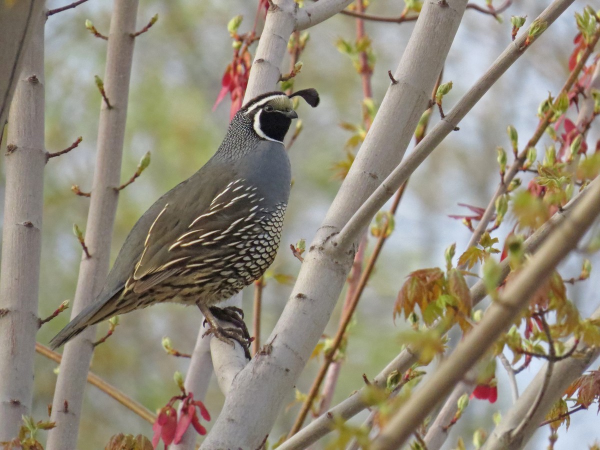 California Quail - Ian Hearn