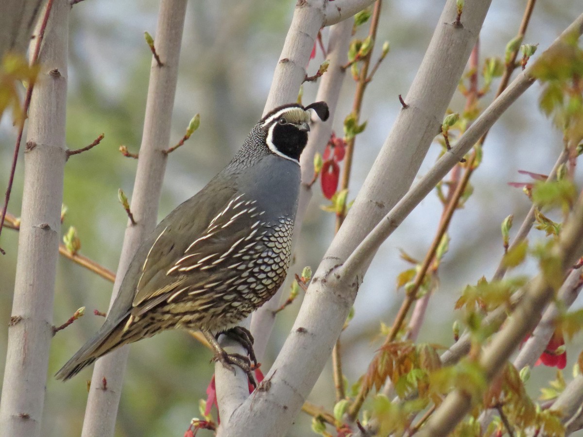 California Quail - Ian Hearn