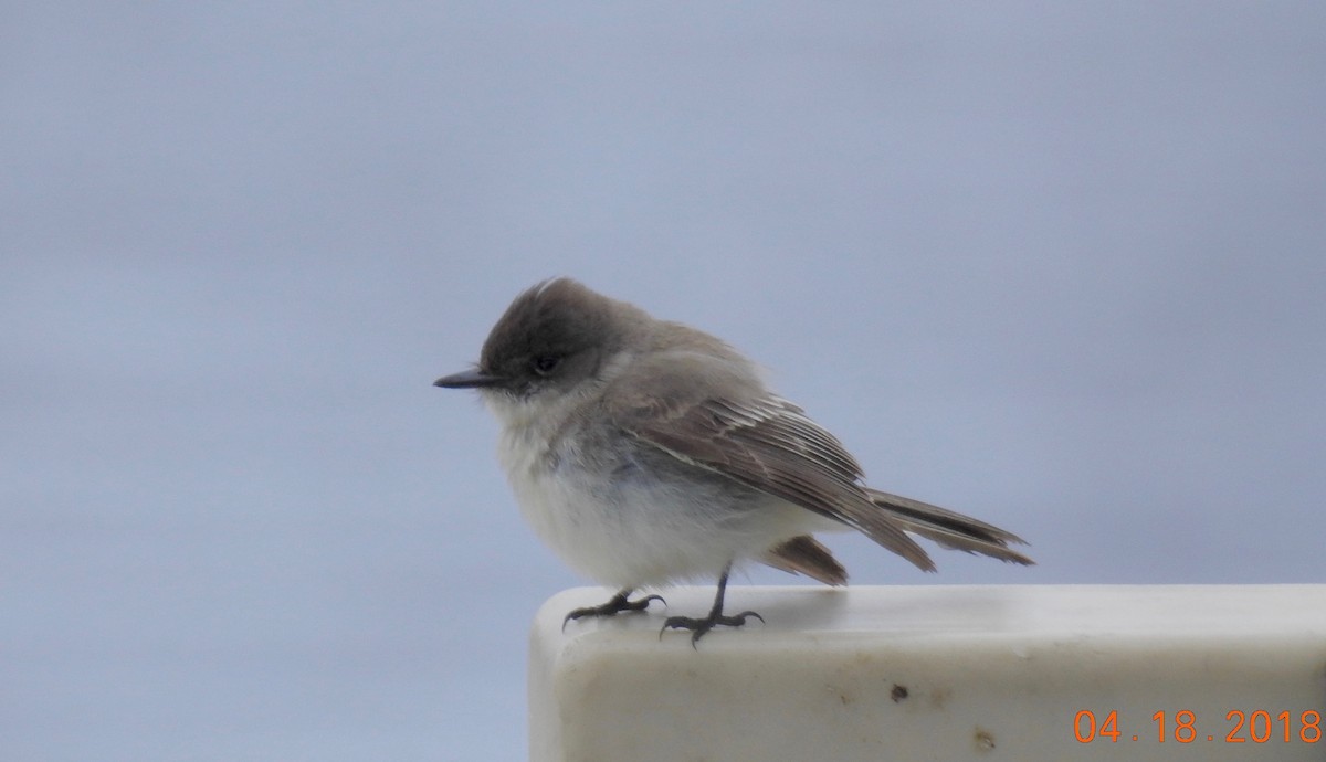 Eastern Phoebe - John Grossa