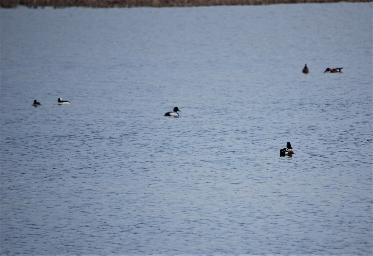 Northern Shoveler - ML95159251