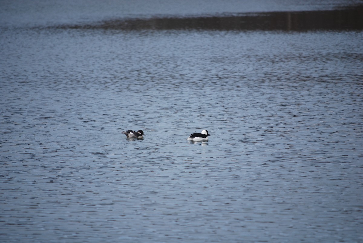 Bufflehead - ML95160061