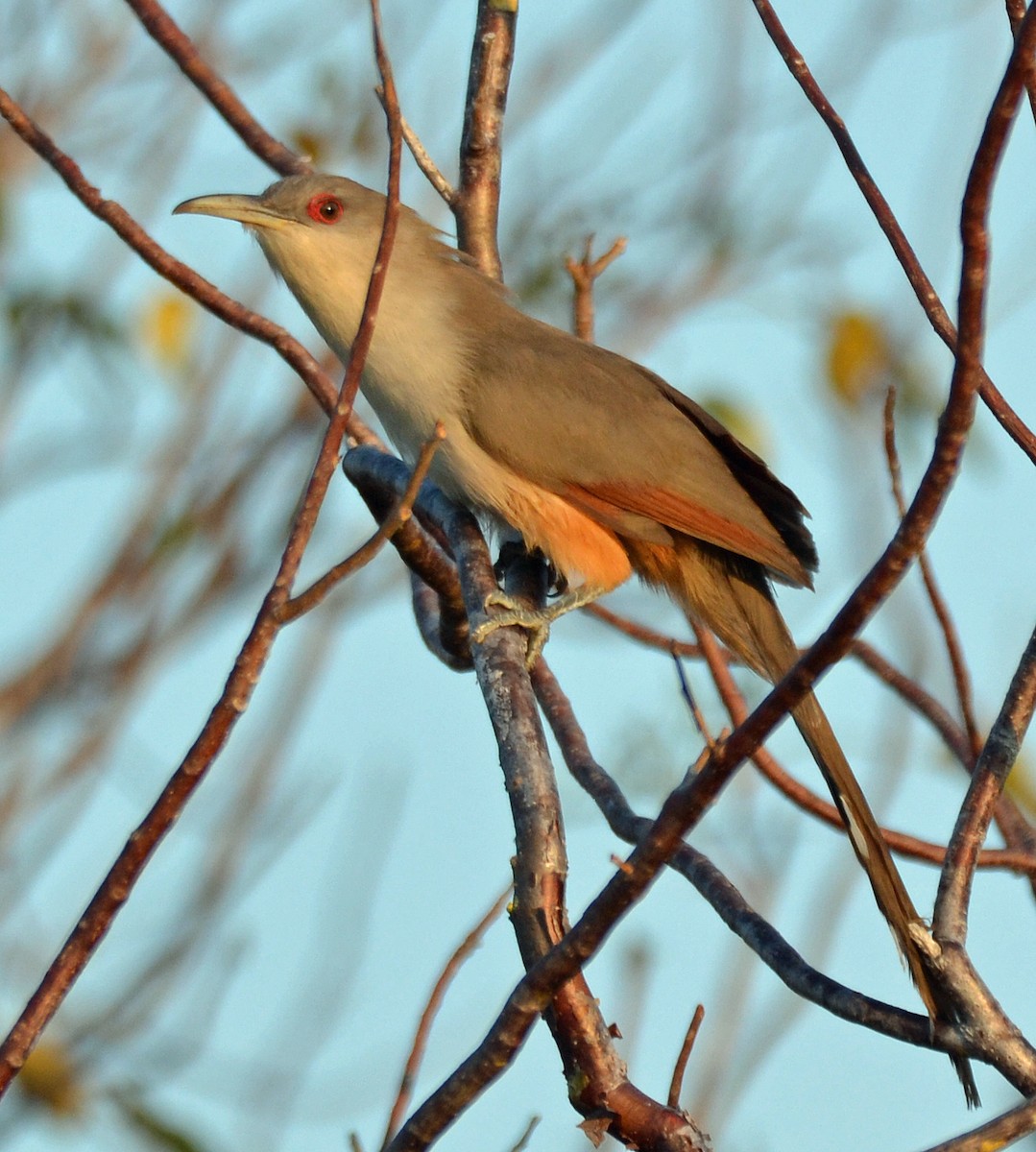 Great Lizard-Cuckoo - Michael J Good