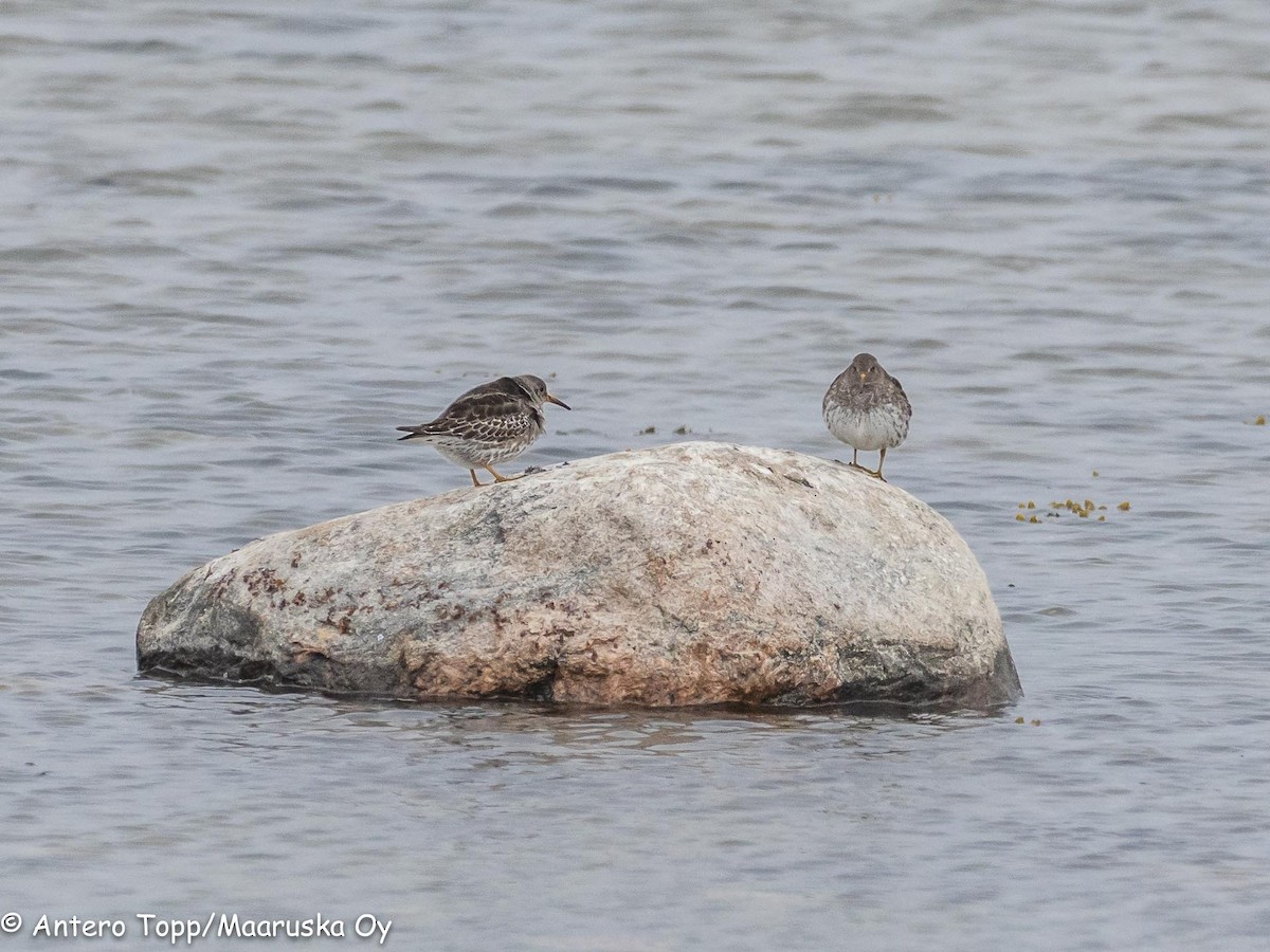 Purple Sandpiper - Antero Topp