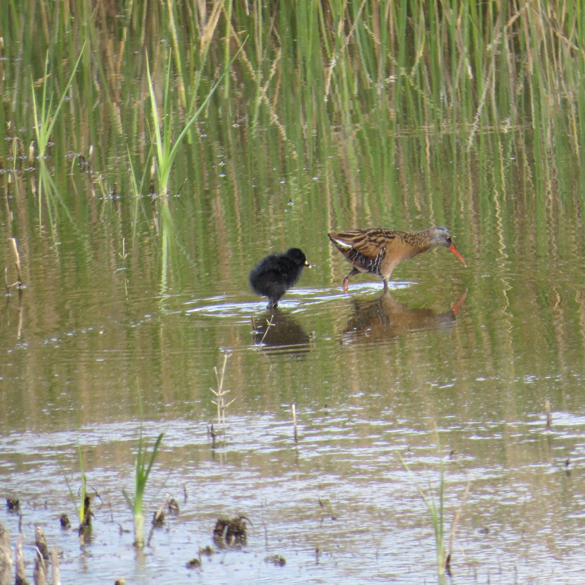 Virginia Rail - ML95163721