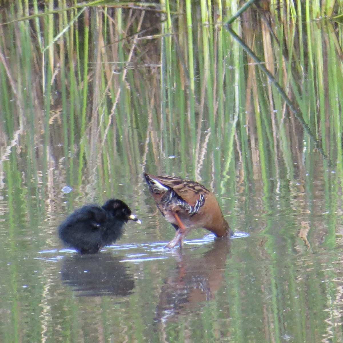 Virginia Rail - ML95163741