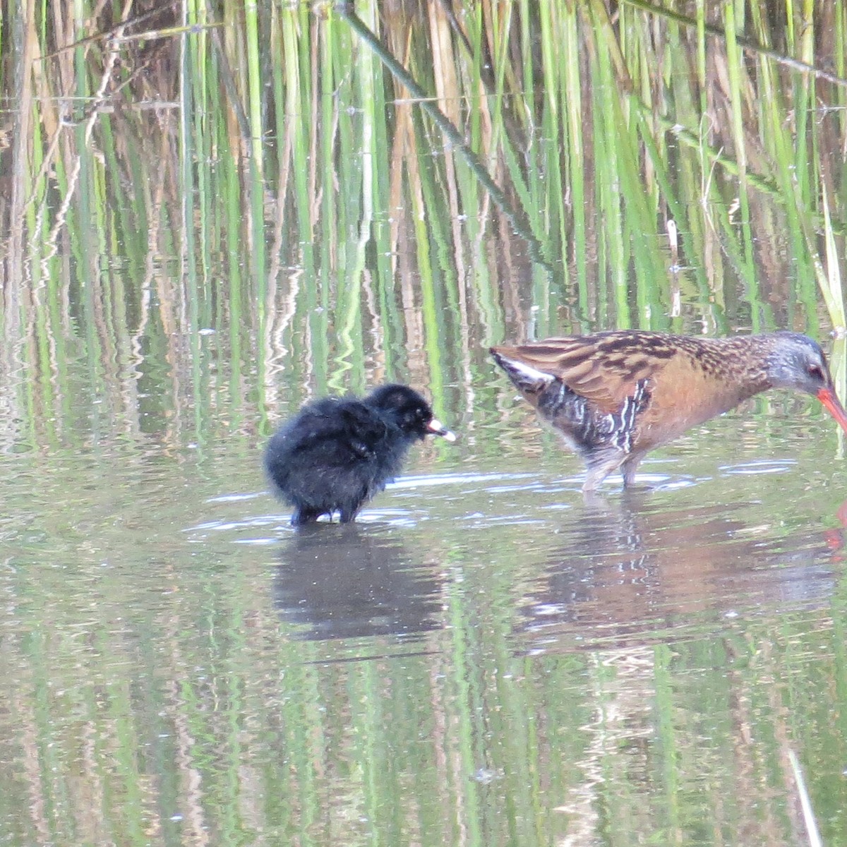 Virginia Rail - ML95163751