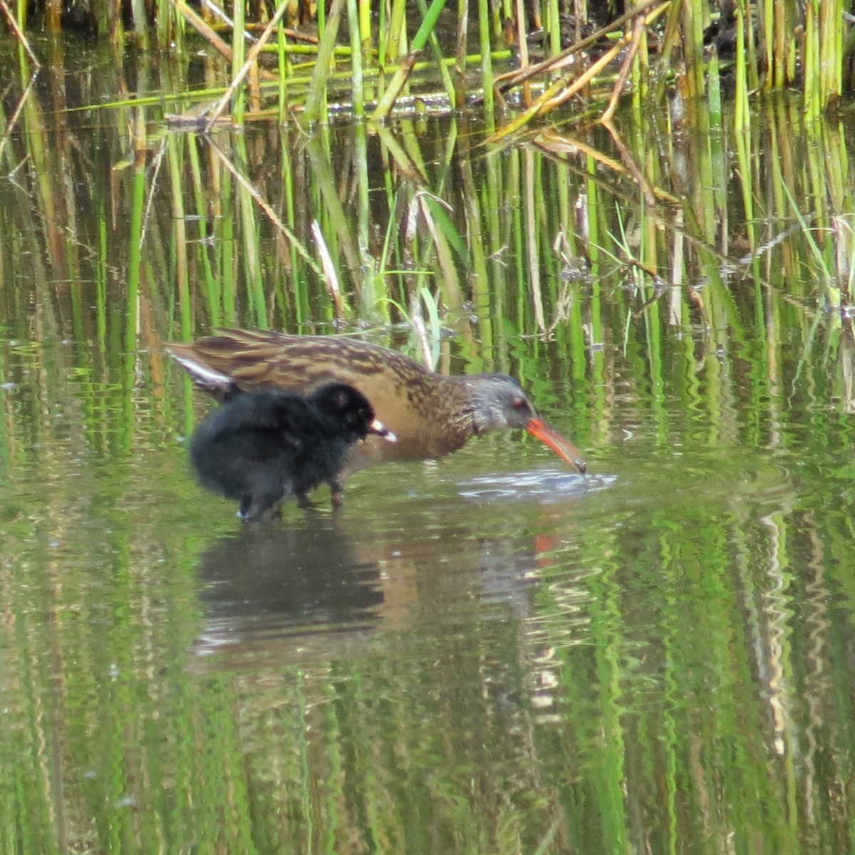 Virginia Rail - ML95163761