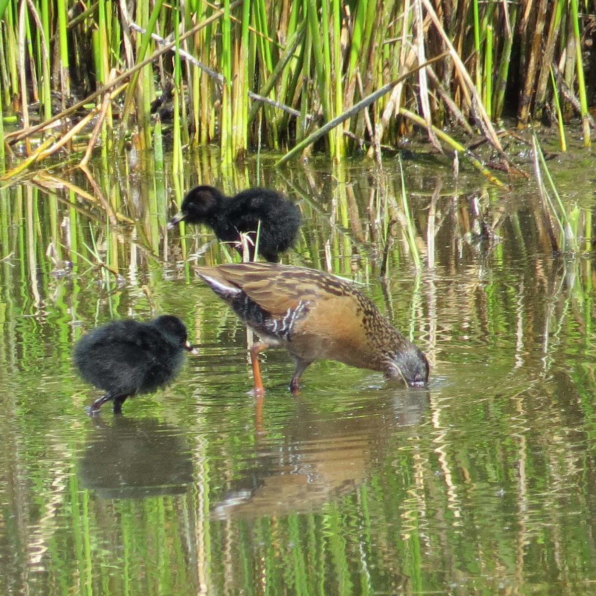 Virginia Rail - ML95163791