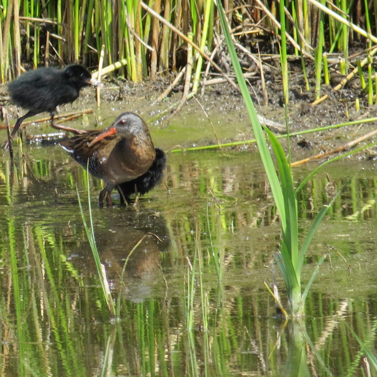Virginia Rail - ML95163801