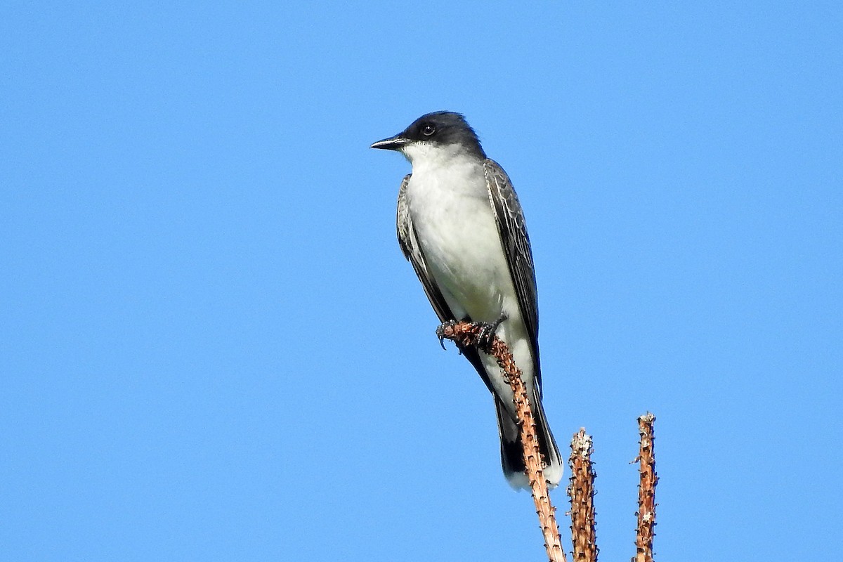 Eastern Kingbird - ML95164141