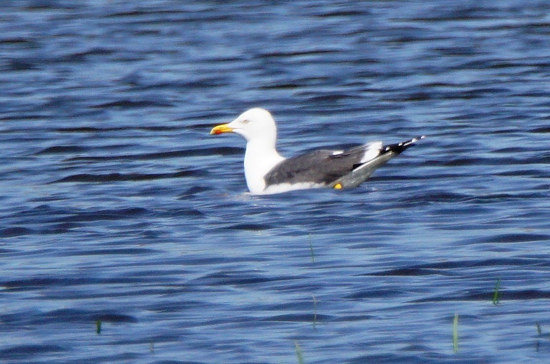Lesser Black-backed Gull (graellsii) - ML95164841