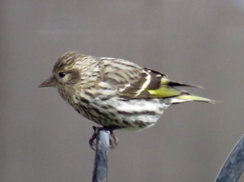 Pine Siskin - ML95165461