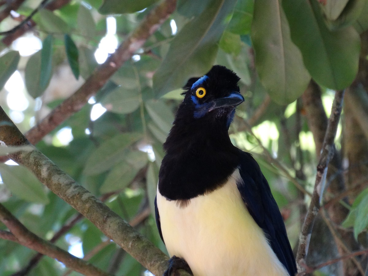 Plush-crested Jay - ML95168321