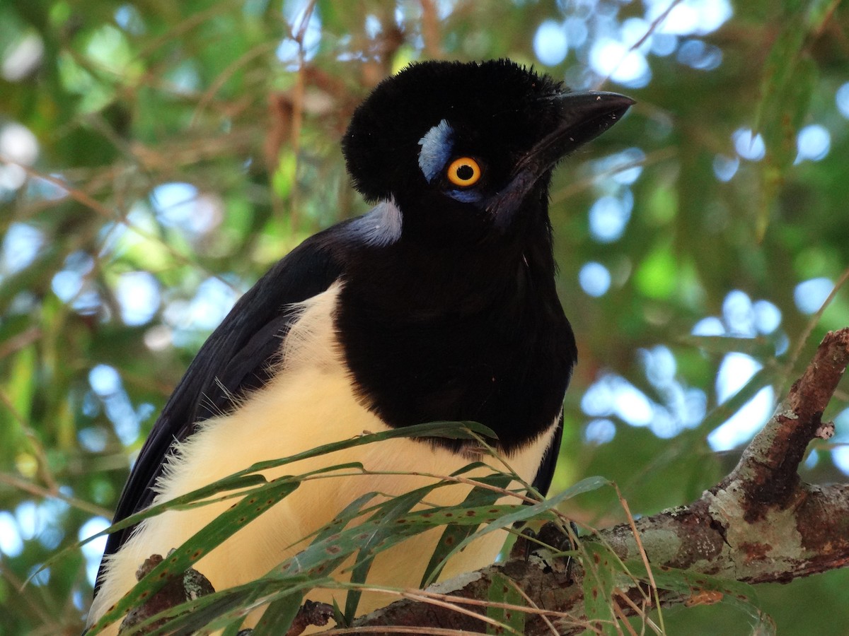 Plush-crested Jay - ML95168341