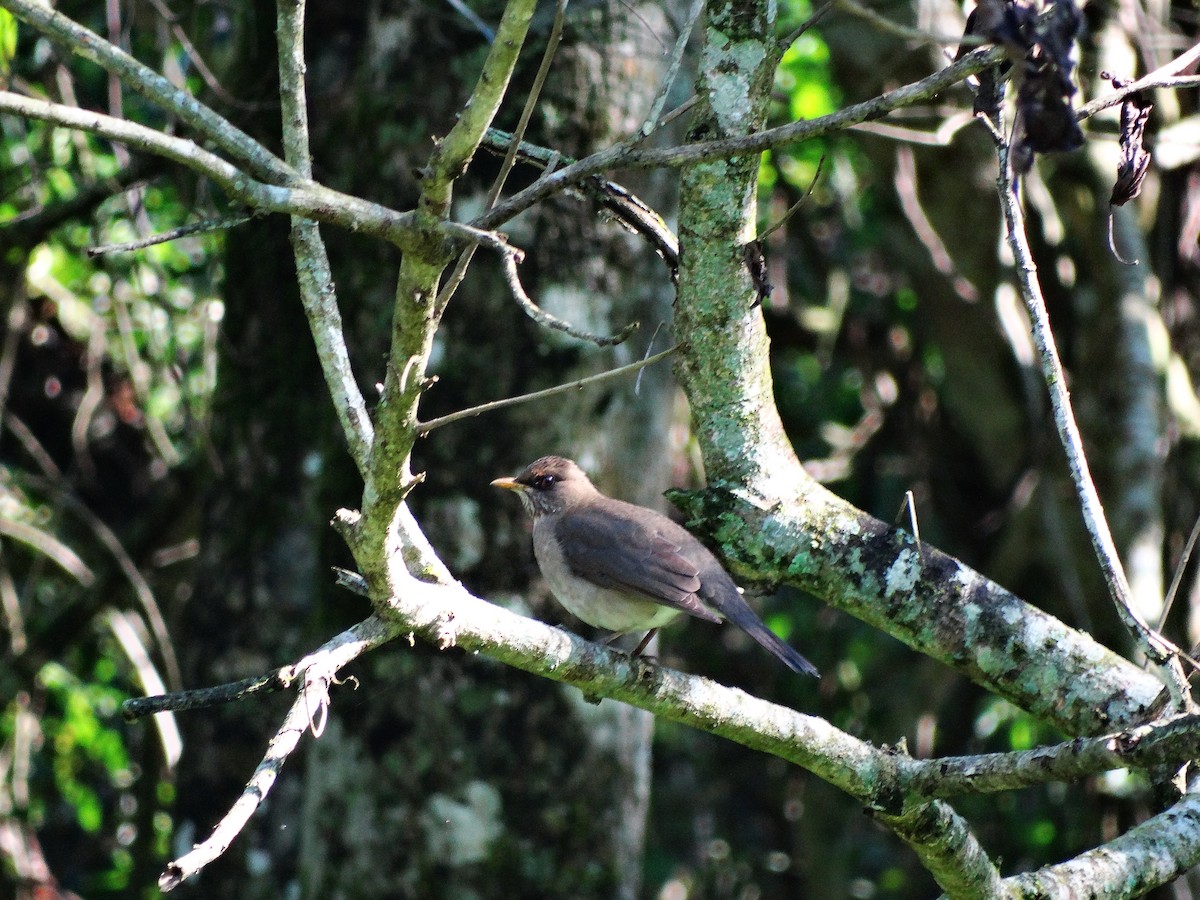 Creamy-bellied Thrush - ML95168641