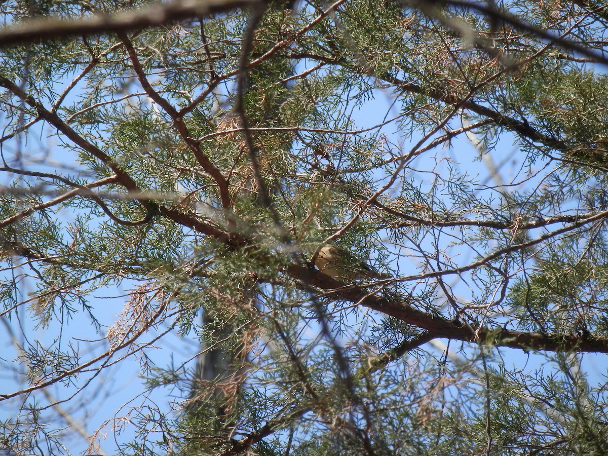 Worm-eating Warbler - Austin Lambert