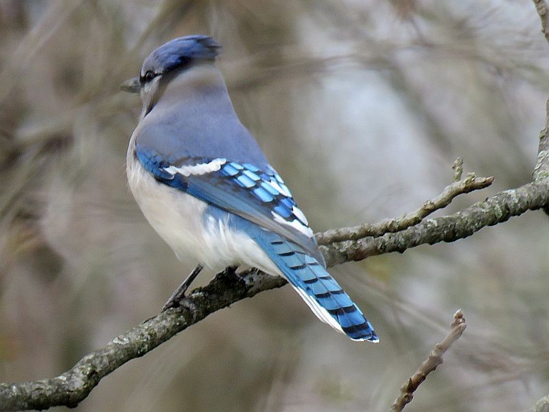 Blue Jay - ML95174321