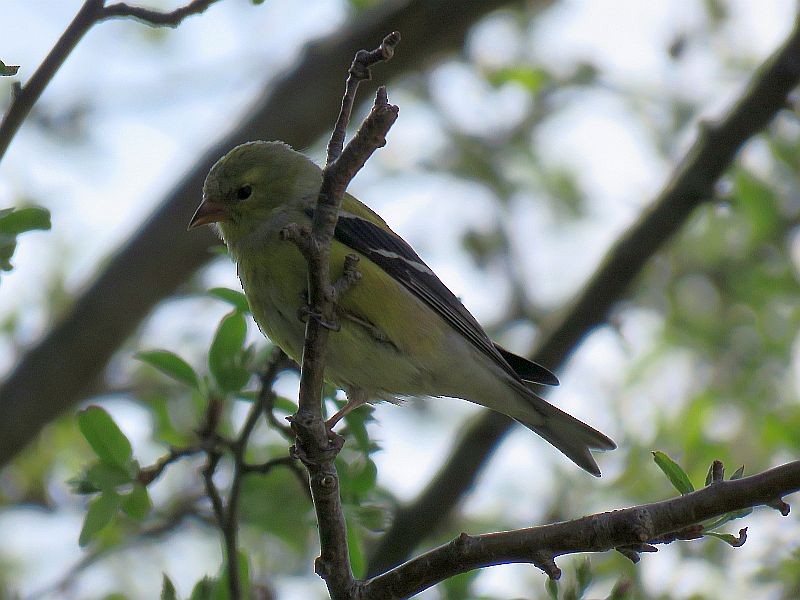 American Goldfinch - ML95174491