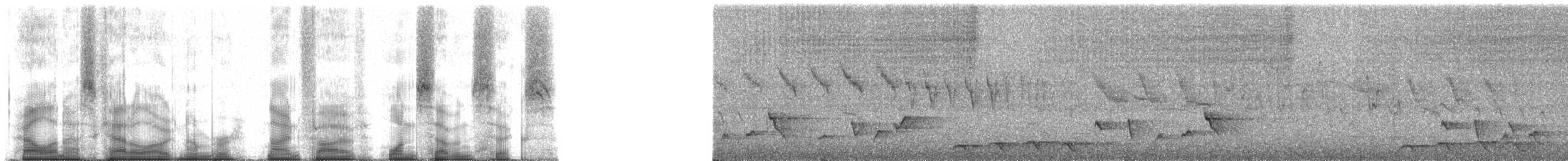 Newtonia de Archbold - ML95176