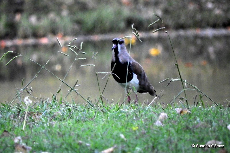 Southern Lapwing - Aves Sin Fronteras