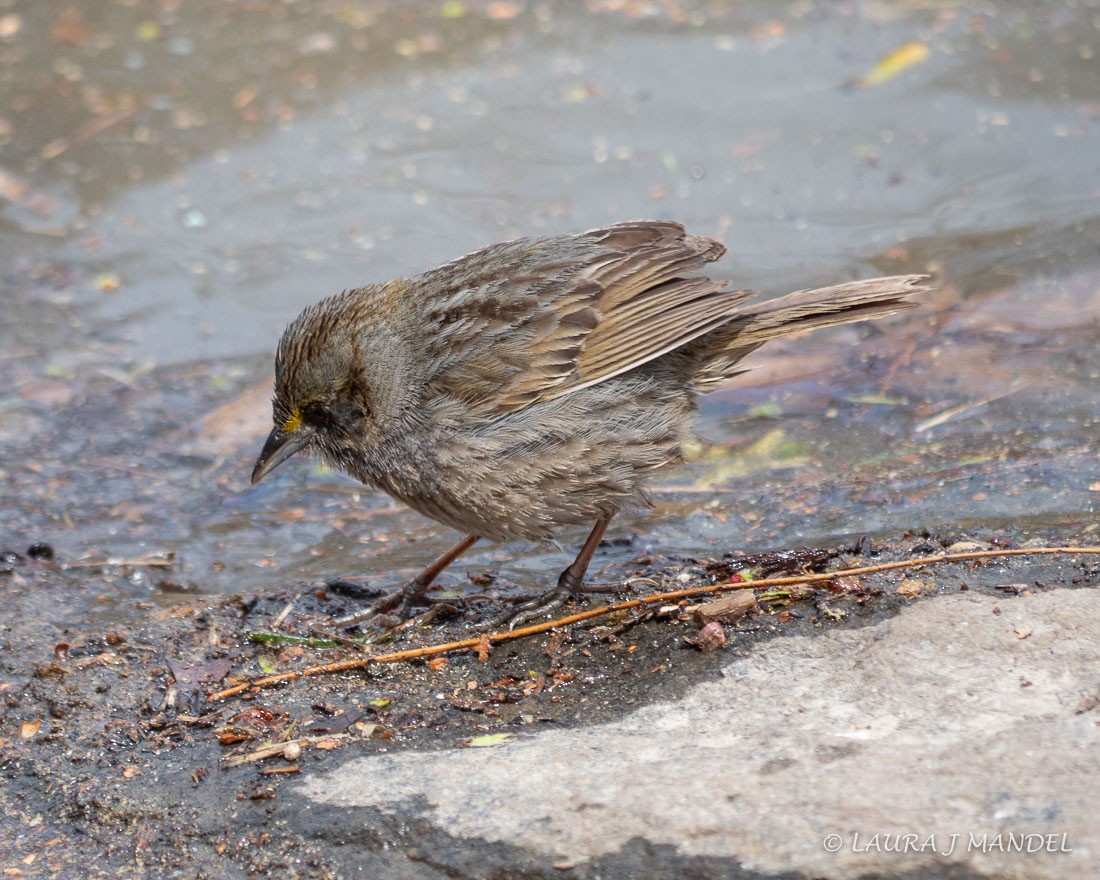 Seaside Sparrow - ML95180111