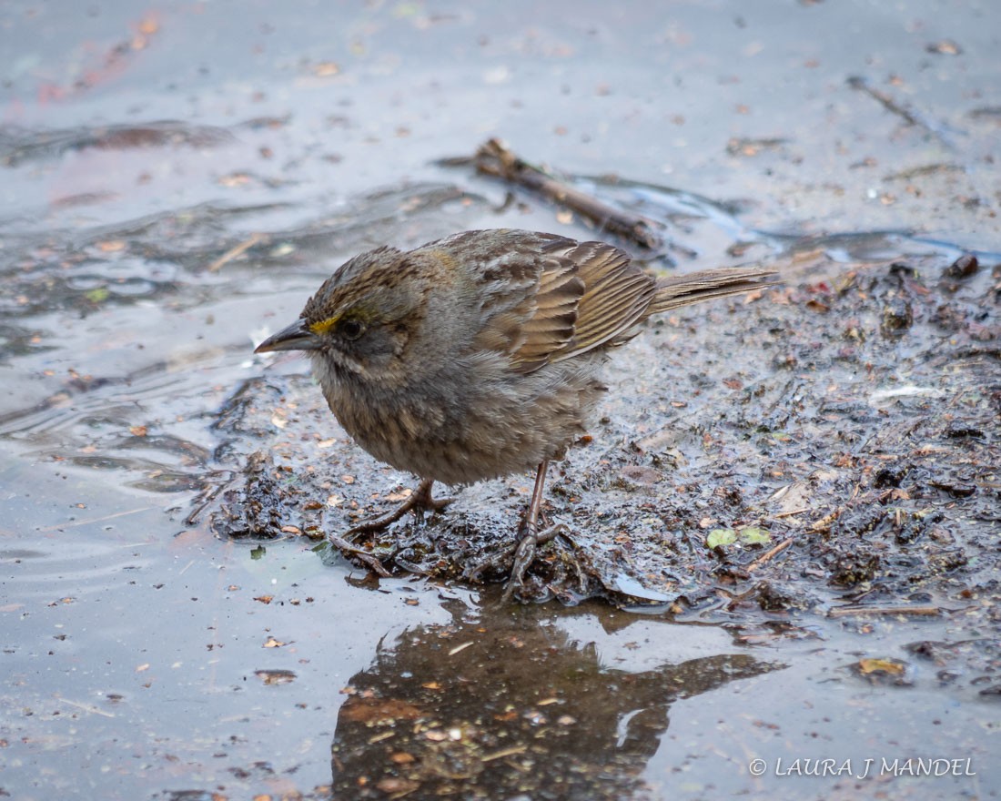 Seaside Sparrow - ML95180121