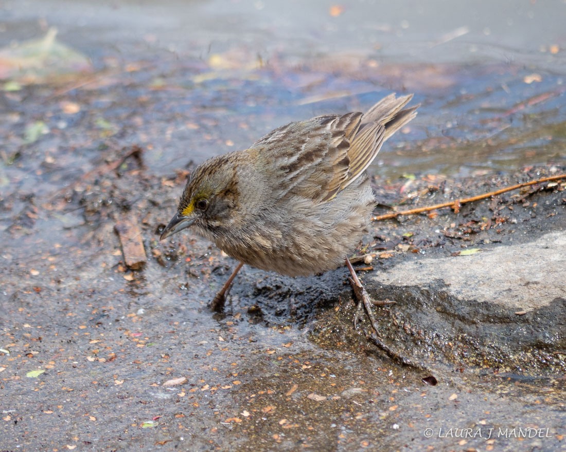 Seaside Sparrow - ML95180131