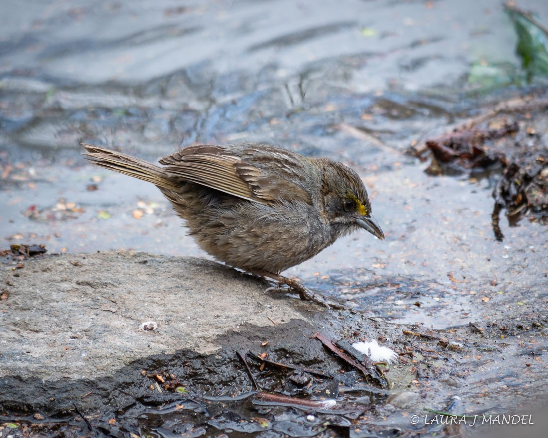 Seaside Sparrow - ML95180141