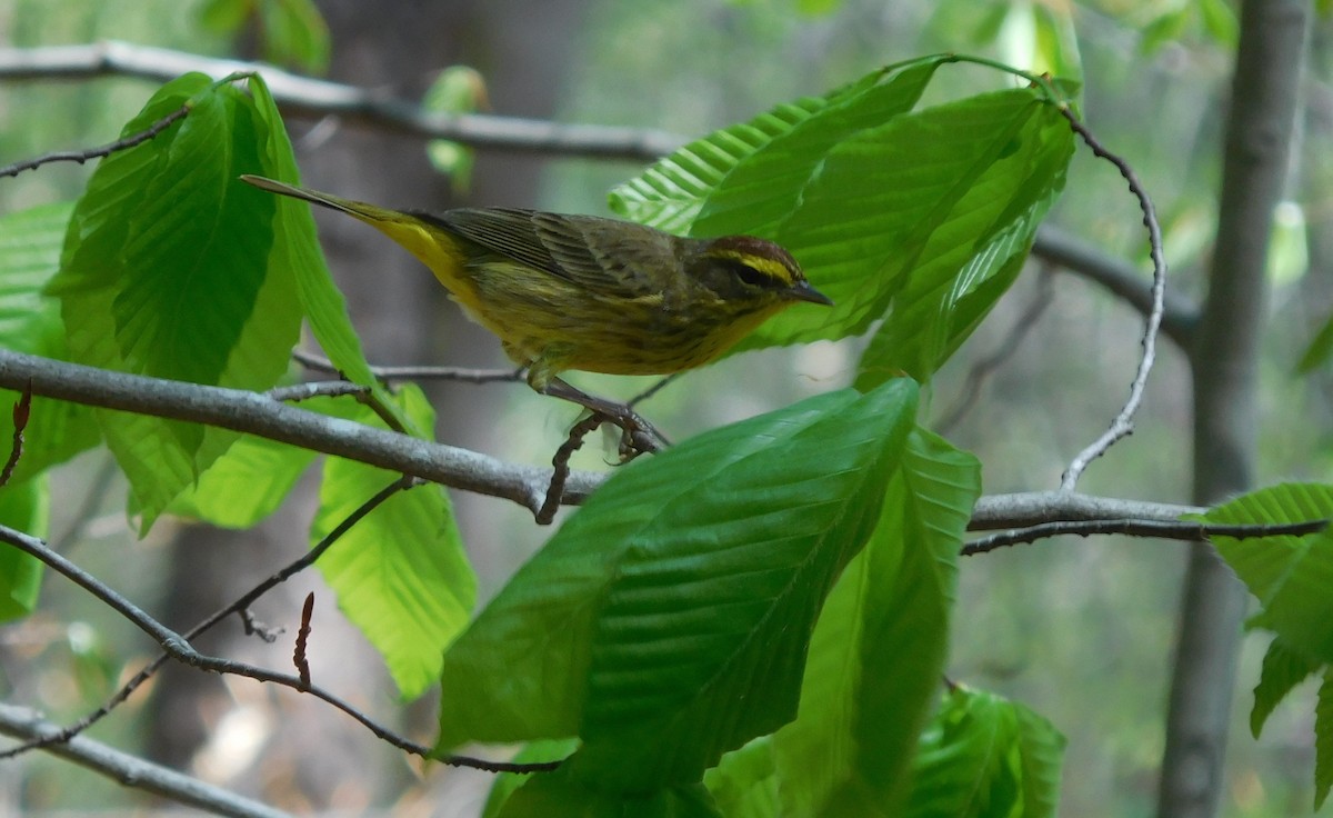 Palm Warbler - ML95180631