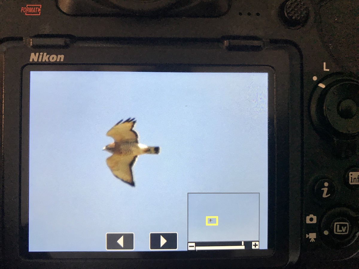 Broad-winged Hawk - ML95181201