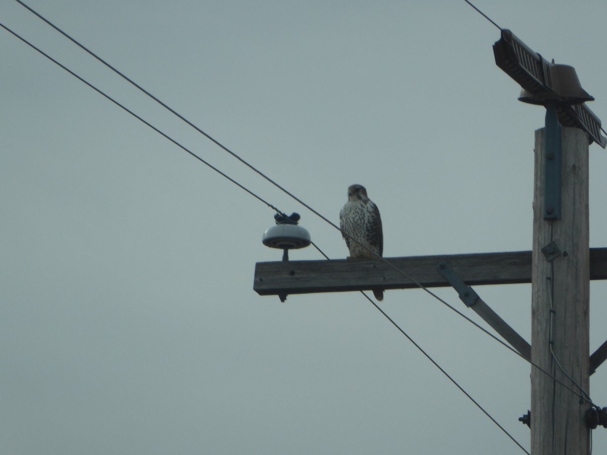 Prairie Falcon - ML95181451