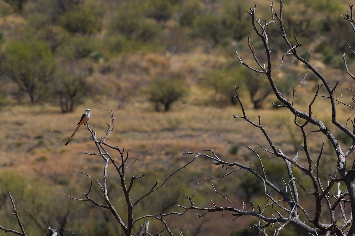 Scissor-tailed Flycatcher - ML95182481