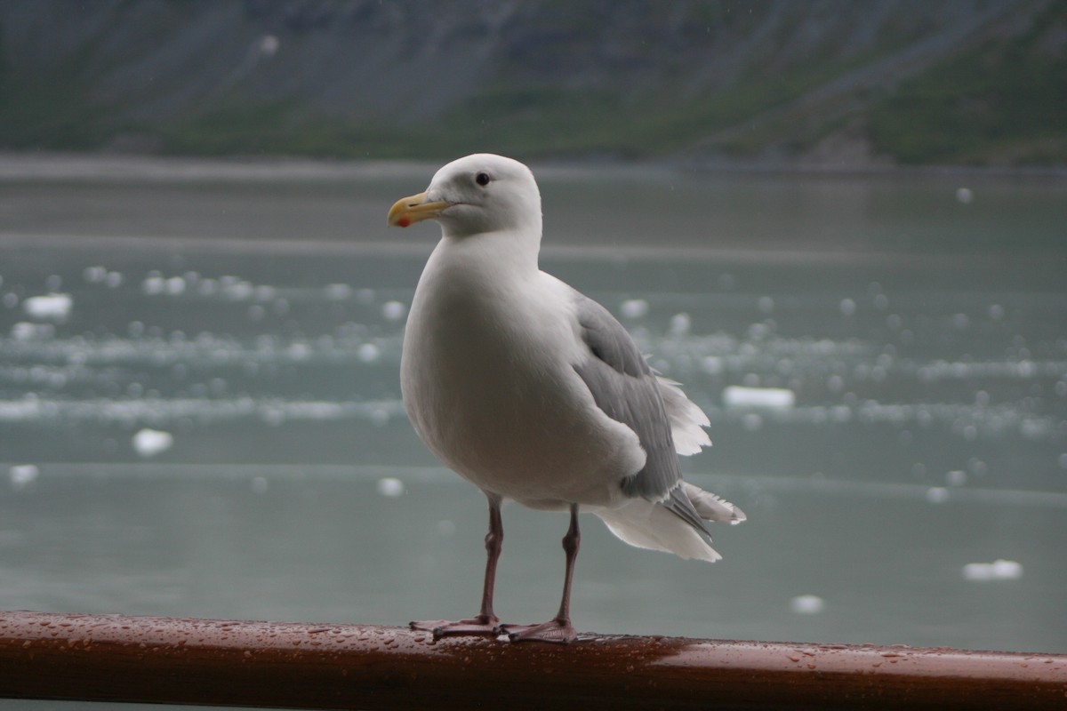Glaucous-winged Gull - ML95182671