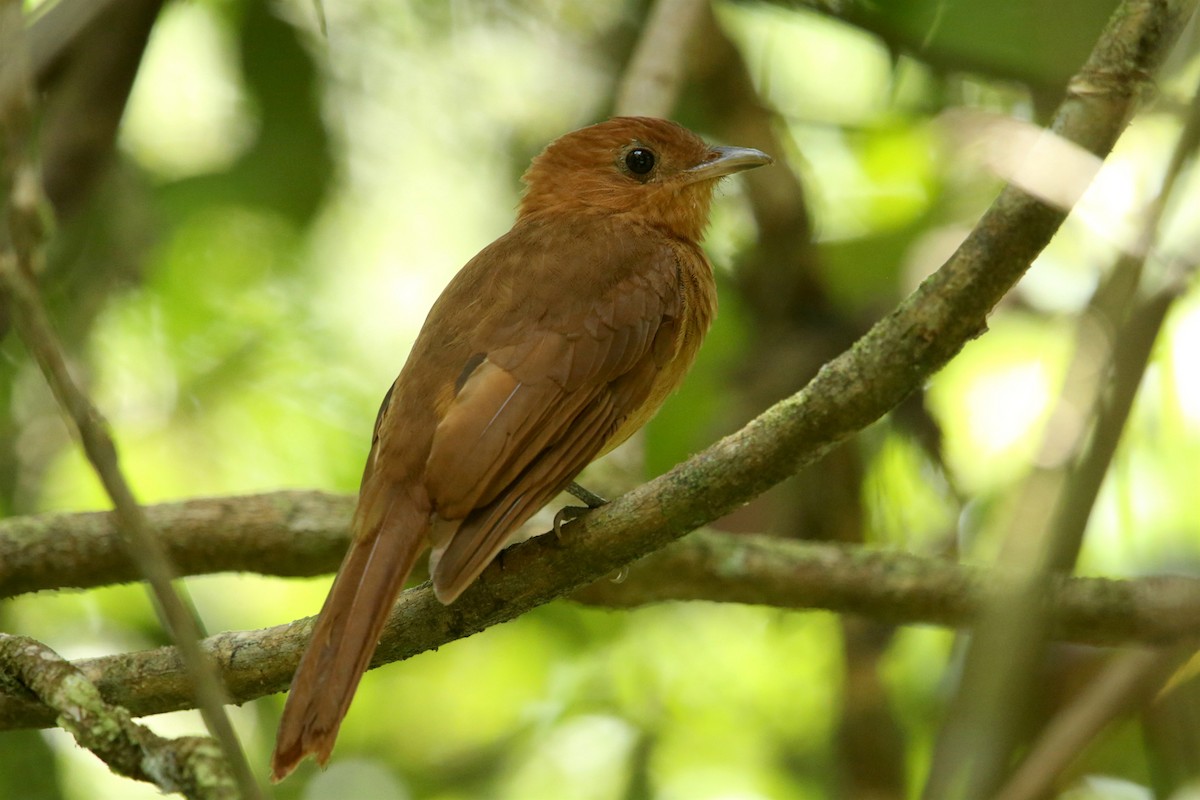 Rufous Piha - Aaron Maizlish