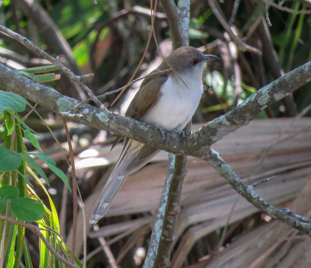 Black-billed Cuckoo - ML95183951