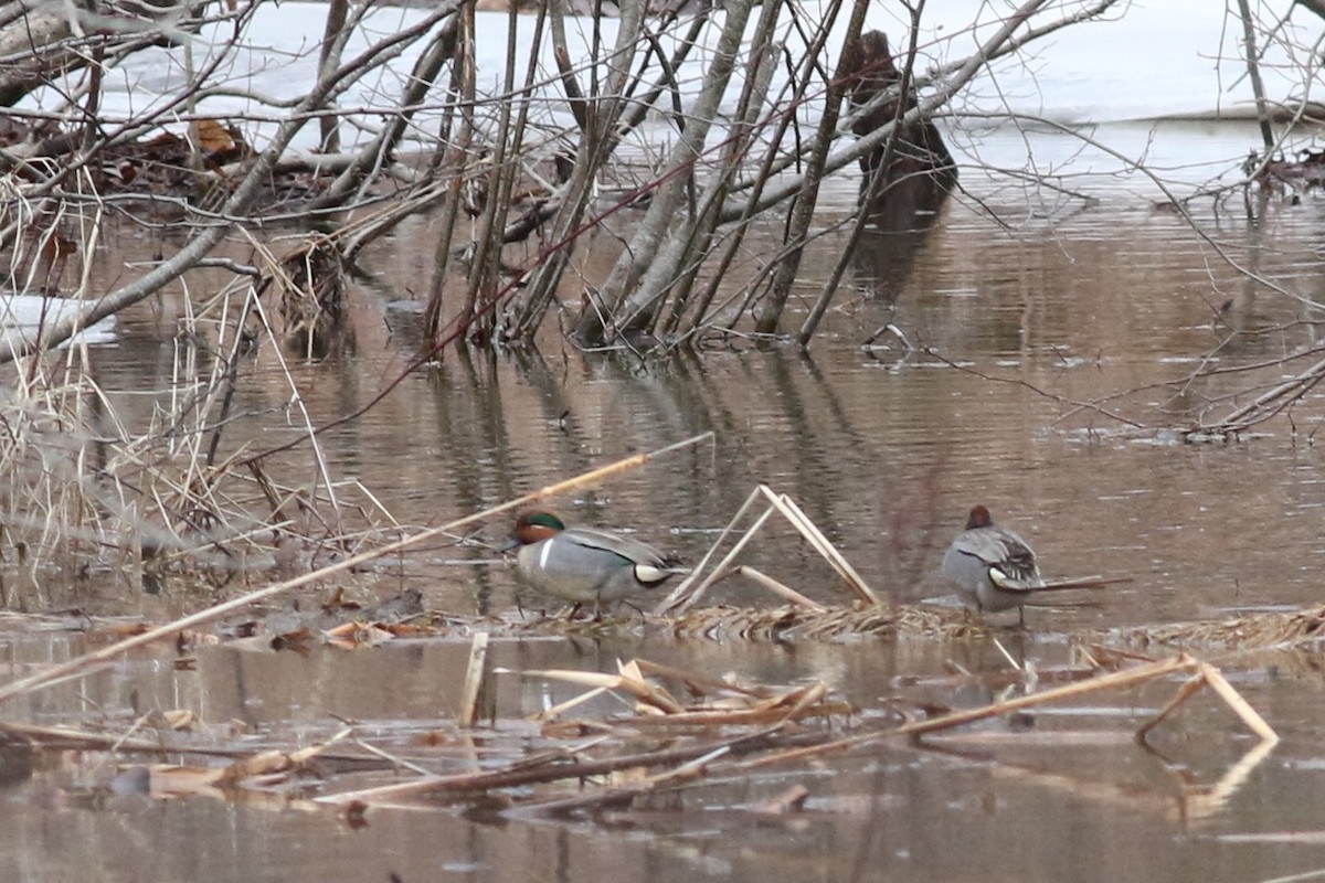 Green-winged Teal - Margaret Viens