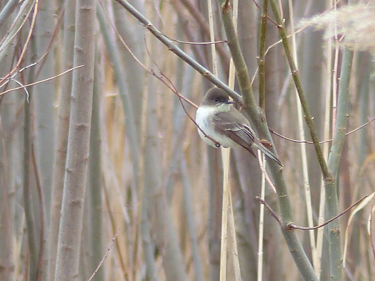 Eastern Phoebe - Jim Law