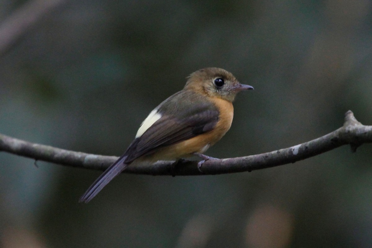 Sulphur-rumped Flycatcher - ML95185201