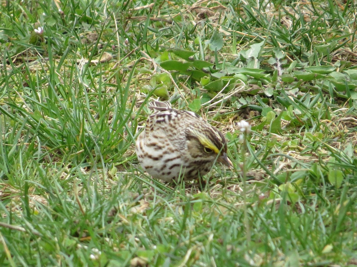 Savannah Sparrow - ML95189321