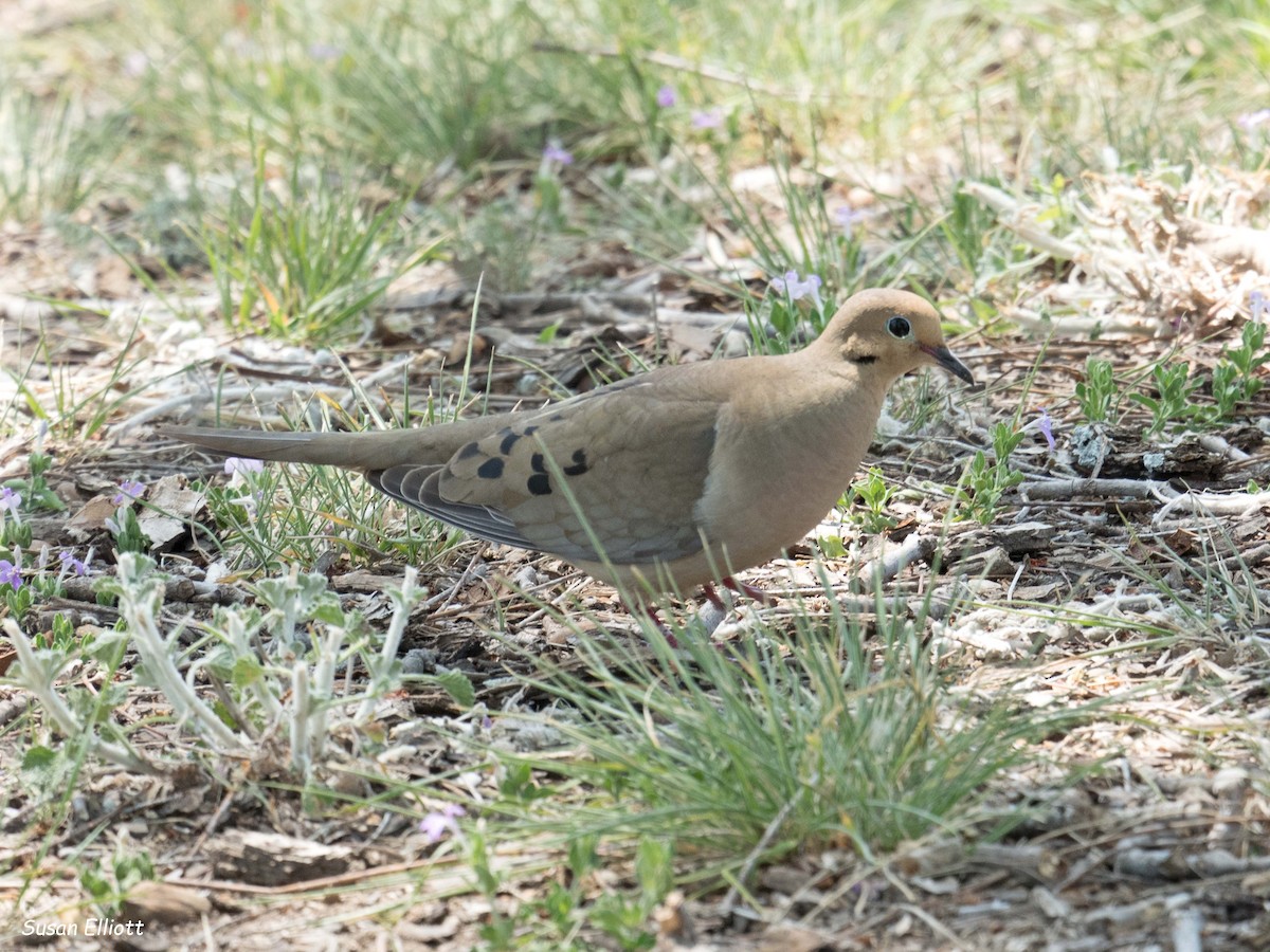 Mourning Dove - ML95192051