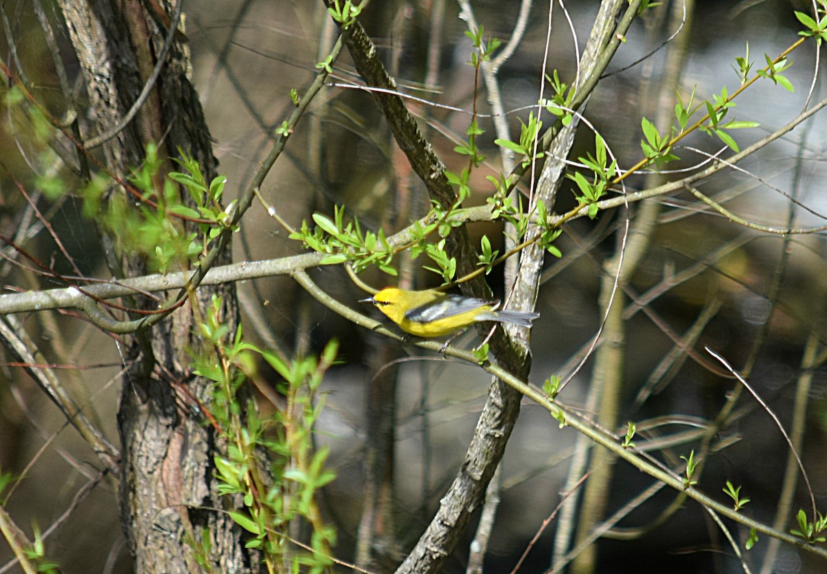 Blue-winged Warbler - Hugh Barger