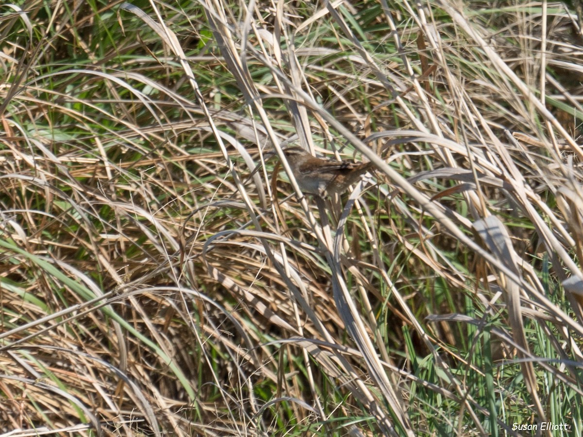 Marsh Wren - ML95193051