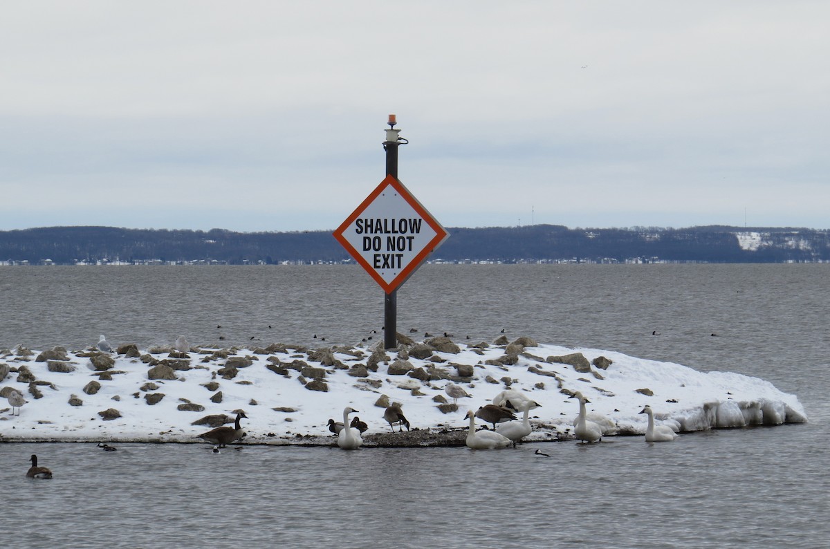 Tundra Swan (Whistling) - ML95194261